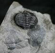 Enrolled Eldredgeops Trilobite From New York #9203-2